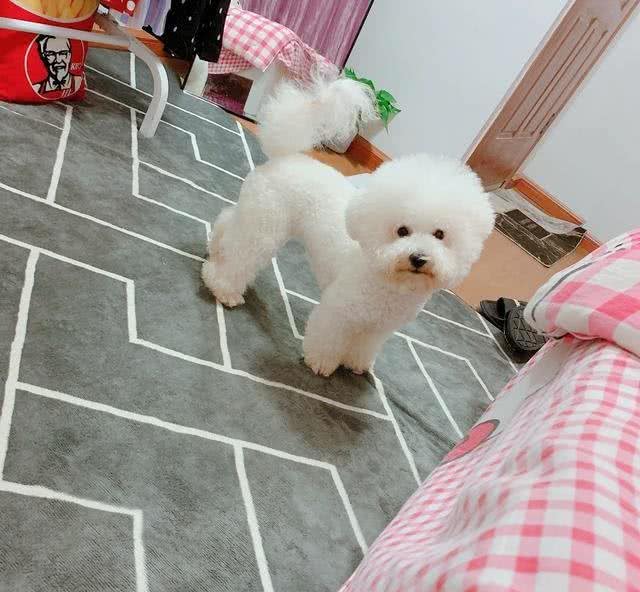 狗狗没有食欲怎么办?你可以试试这些方法