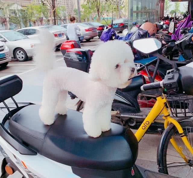 狗狗没有食欲怎么办?你可以试试这些方法