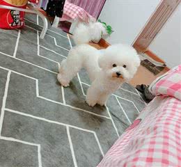 狗狗没有食欲怎么办?你可以试试这些方法