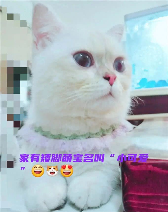 铲屎官攻略:如何让家里的猫咪与小狗和平共处呢