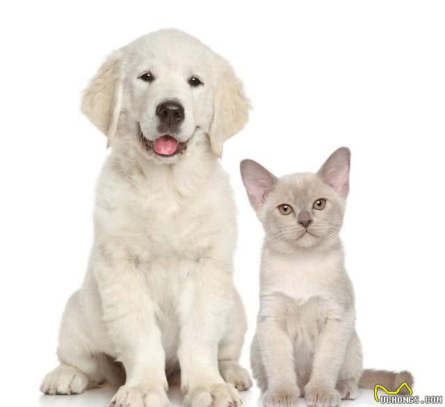 铲屎官攻略:如何让家里的猫咪与小狗和平共处呢