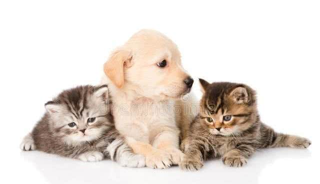 铲屎官攻略:如何让家里的猫咪与小狗和平共处呢