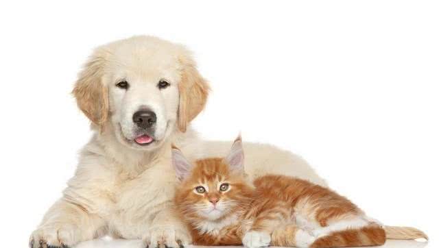 铲屎官攻略:如何让家里的猫咪与小狗和平共处呢