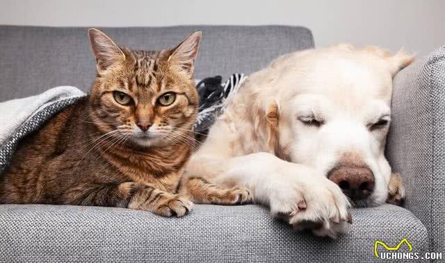 铲屎官攻略:如何让家里的猫咪与小狗和平共处呢