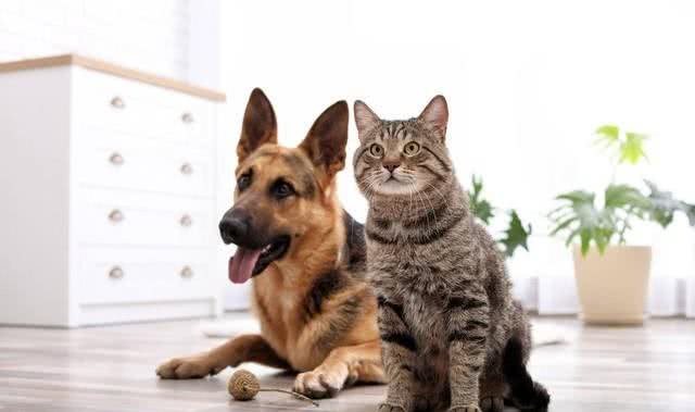 铲屎官攻略:如何让家里的猫咪与小狗和平共处呢