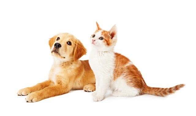 铲屎官攻略:如何让家里的猫咪与小狗和平共处呢