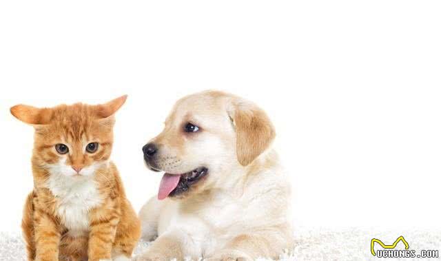 铲屎官攻略:如何让家里的猫咪与小狗和平共处呢