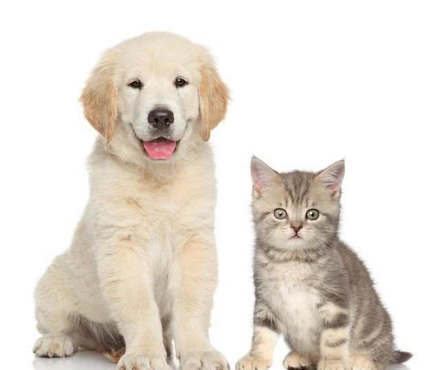 铲屎官攻略:如何让家里的猫咪与小狗和平共处呢