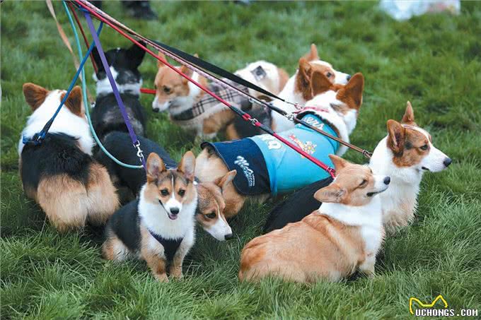 为何柯基犬这么多人饲养?看完这些，我懂了