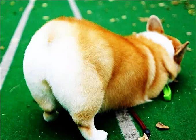 为何柯基犬这么多人饲养?看完这些，我懂了