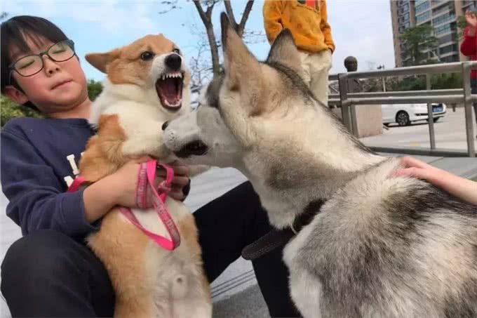 为何柯基犬这么多人饲养?看完这些，我懂了