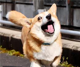 为何柯基犬这么多人饲养?看完这些，我懂了