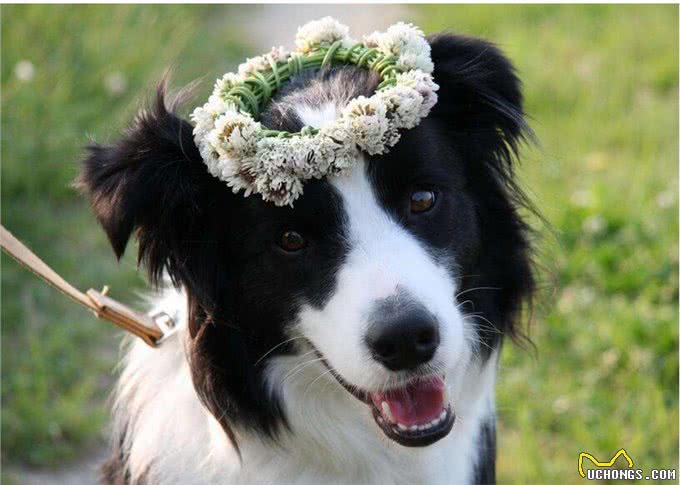 最懦弱的5种狗狗，养过的都知道，太怂了