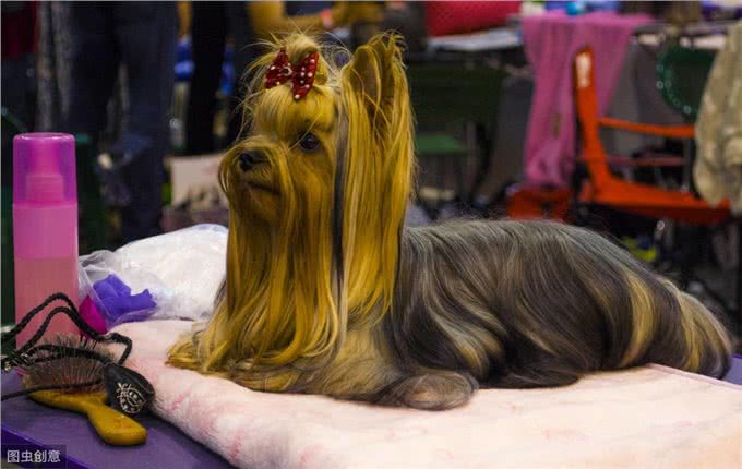 最懦弱的5种狗狗，养过的都知道，太怂了