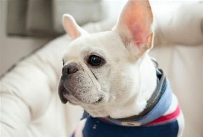 最懦弱的5种狗狗，养过的都知道，太怂了