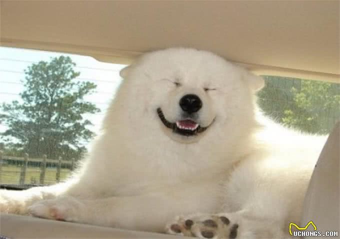 最懦弱的5种狗狗，养过的都知道，太怂了