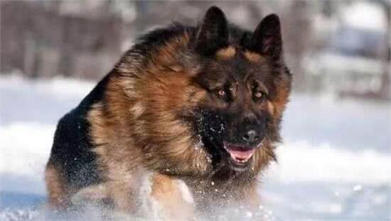 最懦弱的5种狗狗，养过的都知道，太怂了