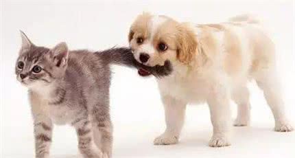 金毛、比格、杜宾、德牧、贵宾、西施犬等按功能分属于什么类别?