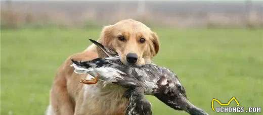 金毛、比格、杜宾、德牧、贵宾、西施犬等按功能分属于什么类别?