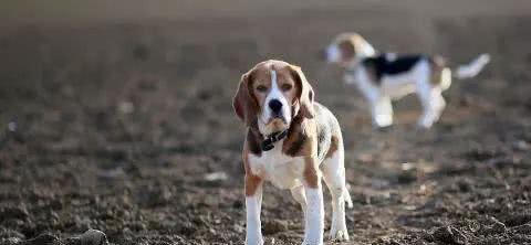 金毛、比格、杜宾、德牧、贵宾、西施犬等按功能分属于什么类别?