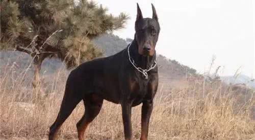 金毛、比格、杜宾、德牧、贵宾、西施犬等按功能分属于什么类别?