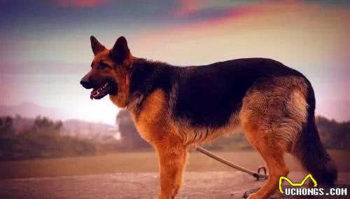 金毛、比格、杜宾、德牧、贵宾、西施犬等按功能分属于什么类别?