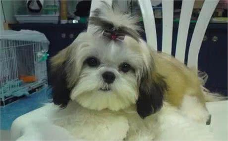 金毛、比格、杜宾、德牧、贵宾、西施犬等按功能分属于什么类别?