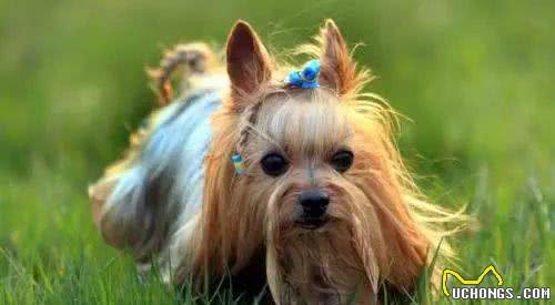 金毛、比格、杜宾、德牧、贵宾、西施犬等按功能分属于什么类别?