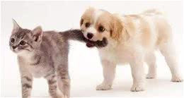 金毛、比格、杜宾、德牧、贵宾、西施犬等按功能分属于什么类别?