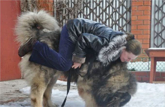 养高加索犬之前，这些是你必须了解的