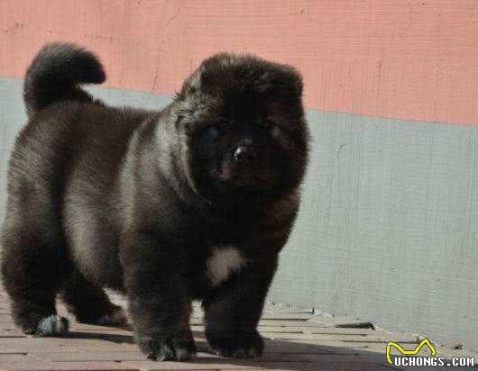 养高加索犬之前，这些是你必须了解的