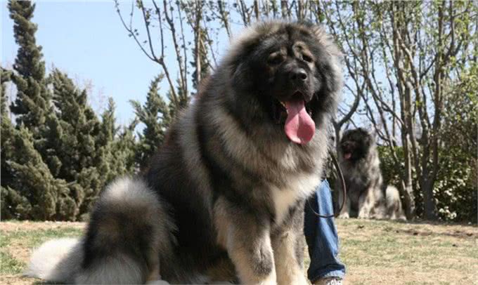 养高加索犬之前，这些是你必须了解的