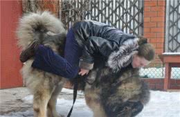 养高加索犬之前，这些是你必须了解的