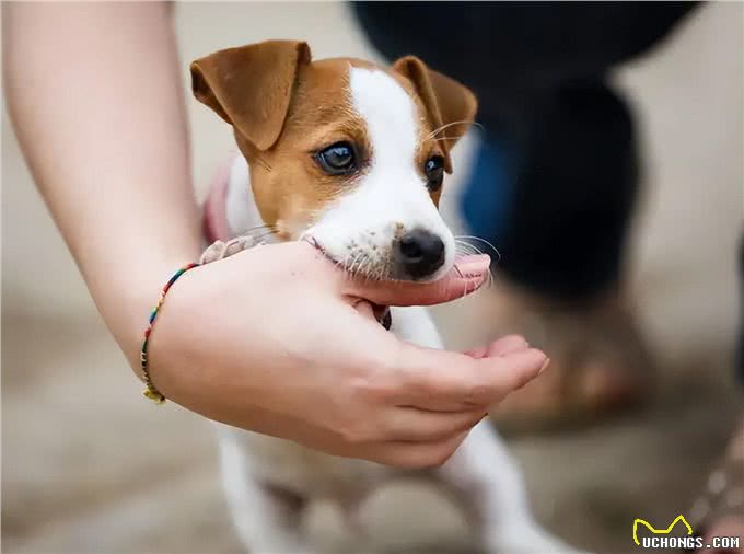 狗狗轻咬主人，是在诉说这几件事，很多人不明白