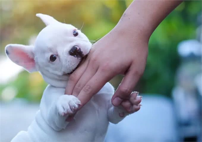 狗狗轻咬主人，是在诉说这几件事，很多人不明白