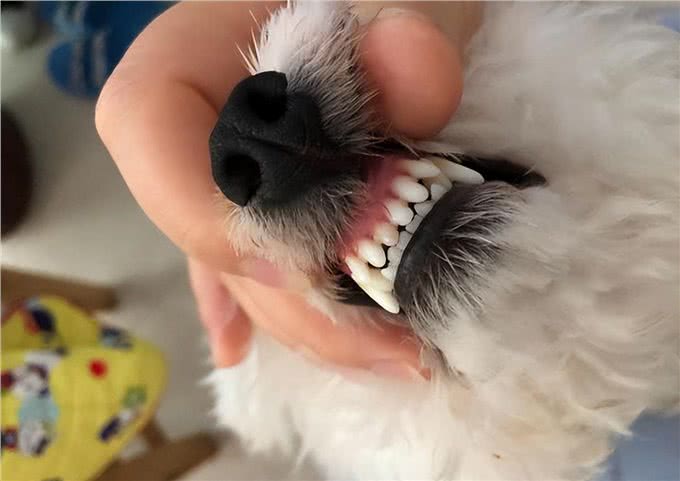 狗狗轻咬主人，是在诉说这几件事，很多人不明白