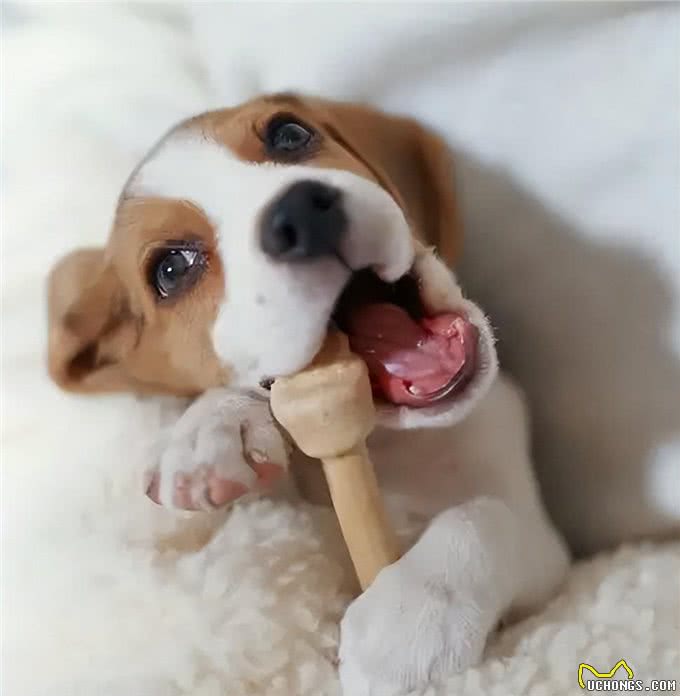 狗狗轻咬主人，是在诉说这几件事，很多人不明白