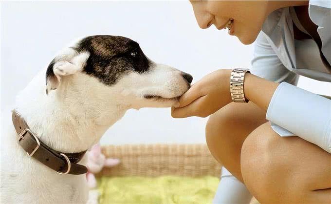 狗狗轻咬主人，是在诉说这几件事，很多人不明白