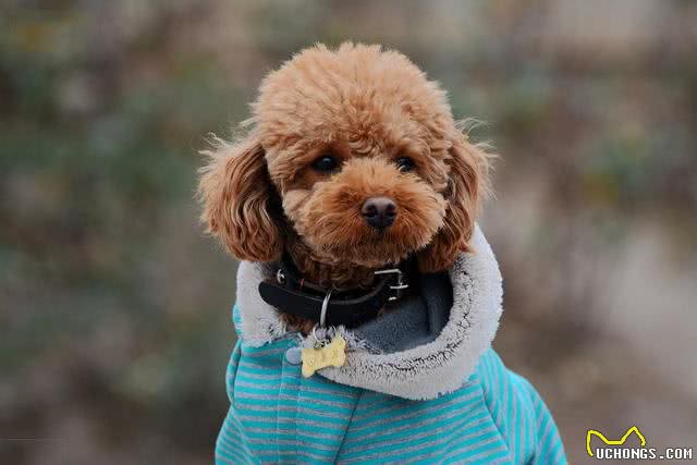 利用好狗狗的这个本能，才能训练出听话的狗狗哦