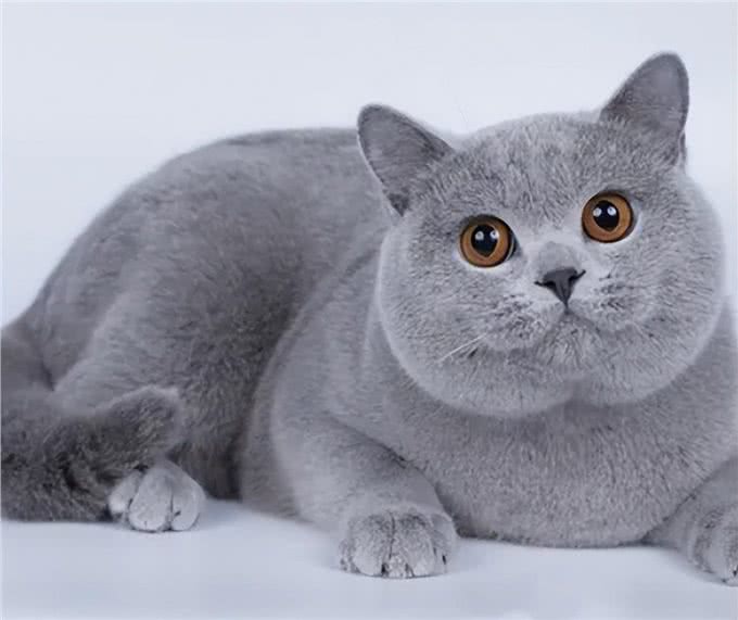 这些长命猫养起来，富贵又吉利，还不快来养一只