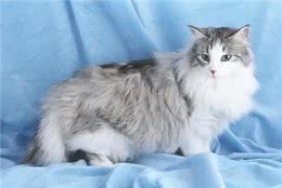 这些长命猫养起来，富贵又吉利，还不快来养一只