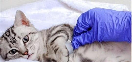 给宠物们买保健品