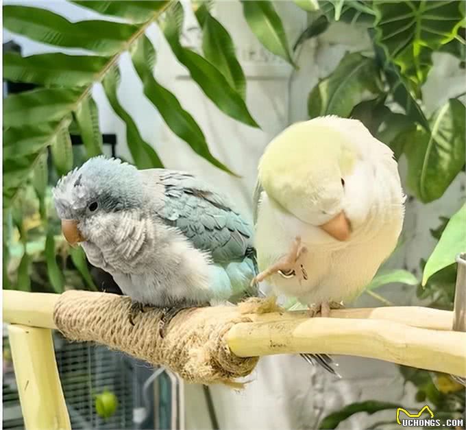 给宠物们买保健品