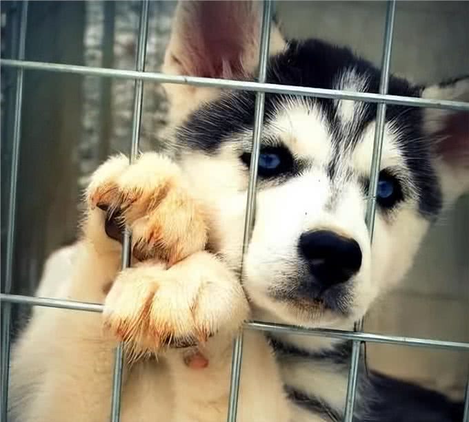 将狗狗关在室内圈养一辈子，会有这些后果!