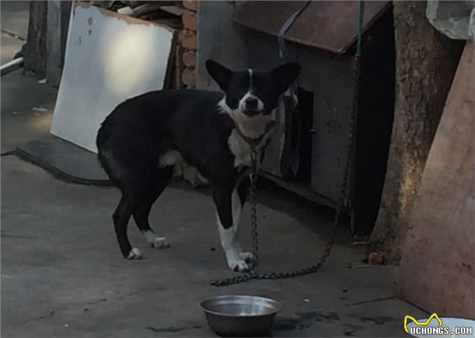 将狗狗关在室内圈养一辈子，会有这些后果!