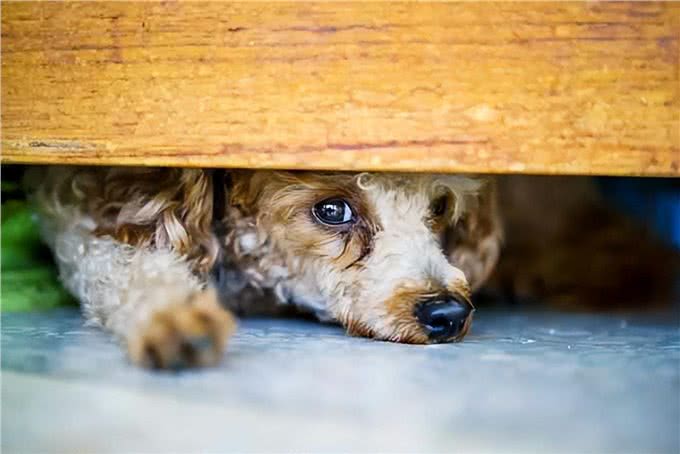 将狗狗关在室内圈养一辈子，会有这些后果!