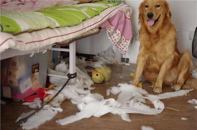 将狗狗关在室内圈养一辈子，会有这些后果!