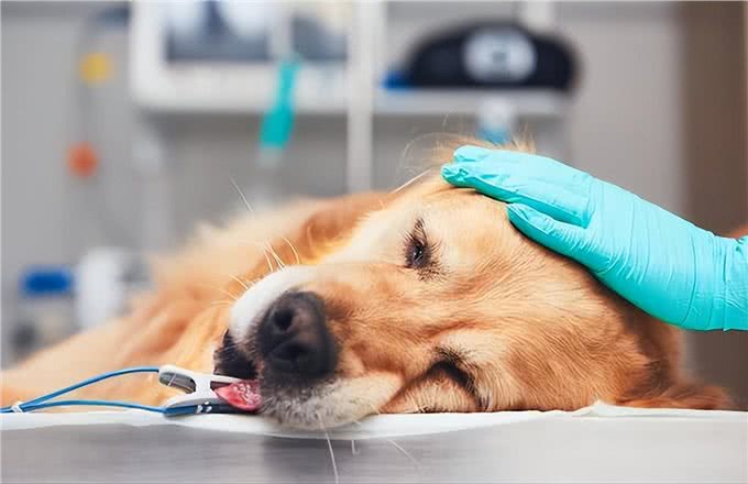 将狗狗关在室内圈养一辈子，会有这些后果!