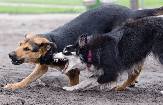 将狗狗关在室内圈养一辈子，会有这些后果!
