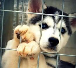 将狗狗关在室内圈养一辈子，会有这些后果!